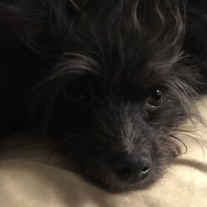 Meet your Posher, Savannah